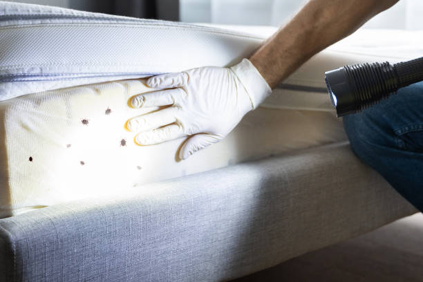 Best Emergency Pest Control  in Jacksonvle, IL