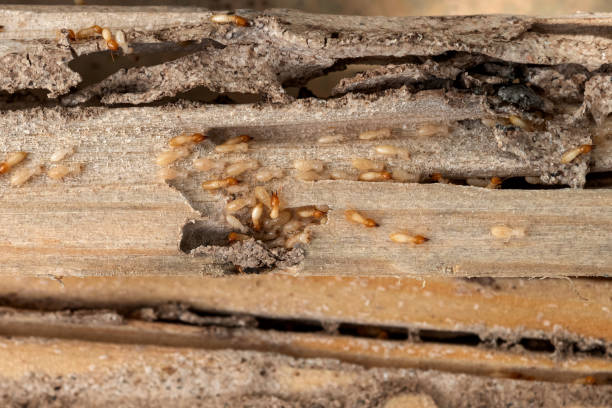 Professional Pest Control in Jacksonville, IL