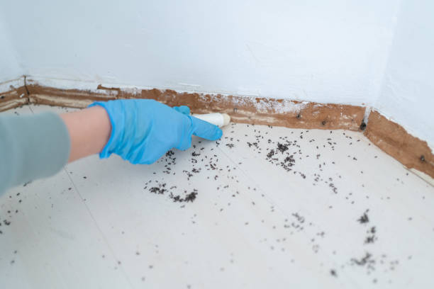 Best Wasp Removal Services  in Jacksonvle, IL