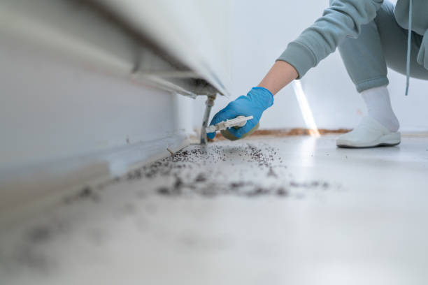 Pest Prevention Services in Jacksonville, IL